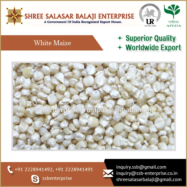 
Indian Wholesale White Maize Corn/White Sweet Maize 