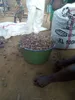 SHEA NUTS,KARITE NUTS