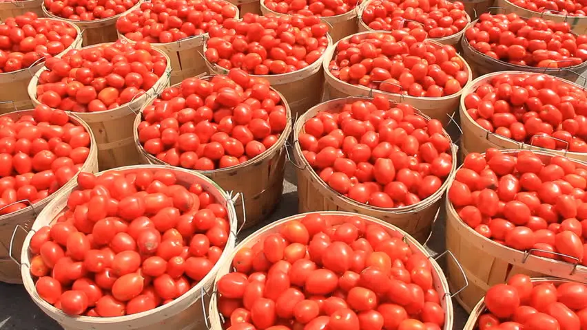 Wholesale Bulk Fresh Tomatoes Available And Ready Buy Fresh Quality   UTB8yJ8dCCnEXKJk43Ubq6zLppXaO 