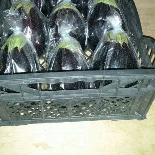 
Fresh Eggplant for sale, White and black, From Egypt/ Fresh Egyptian eggplant with high quality Grade A 