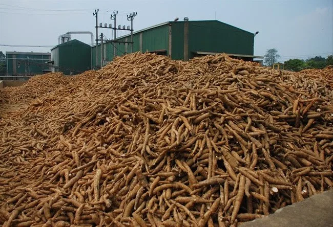 vietnamese dry slice cassava