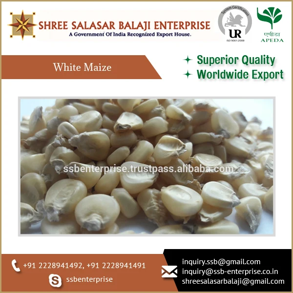 
Indian Wholesale White Maize Corn/White Sweet Maize 
