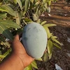FRESH MANGOES