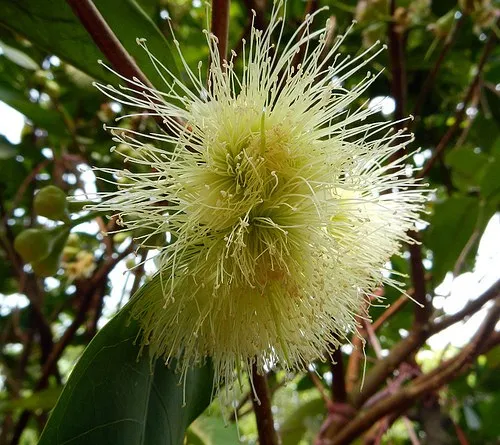 wax apple ( fresh fruit, hight quality )