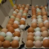 Best Quality Fresh Chicken Table Egg(Brown/white eggs) Available at Cheap Price