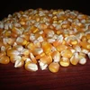 Yellow Corn/Maize / High-quality yellow market prices nutrition corn