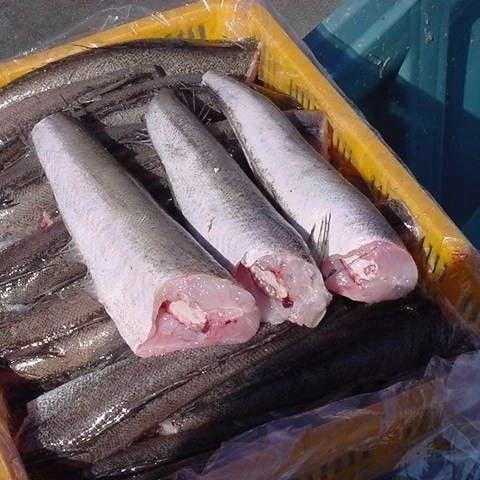 Buen Precio De La Merluza Congelados Merluza Pescado Hgt Buy Merluccius Merluccius Merluccius For Sale Product On Alibaba Com