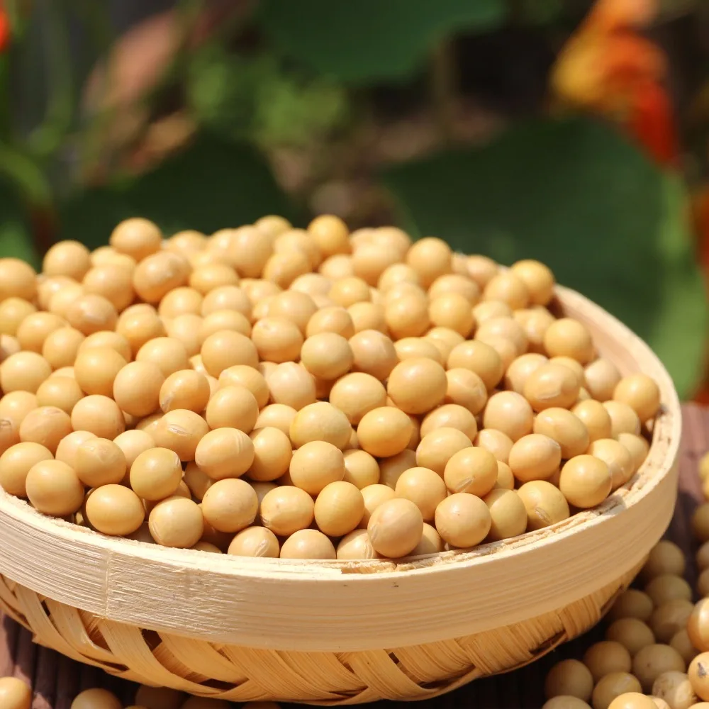 NON-GMO Organik Massal Kacang Kedelai