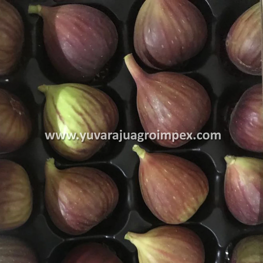 fresh-figs-for-sales-buy-fresh-fig-supplier-dry-figs-product-on