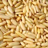 High Quality Organic Wholesale Dried Raw Pine Nuts in Shell