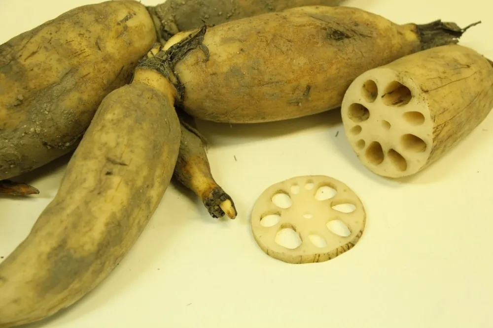Vietnam Salted Lotus Root/ Lotus Root In Brine With Cheap Price 2021
