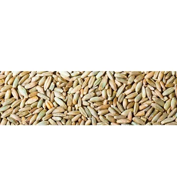 
Rye bran RYE FLAKES ,Rye bran high grade,Winter Rye for sale 