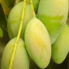 Fresh Mangos ,Thai Yellow Mango Nam dok ma