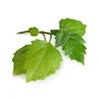Soap Making Essential Patchouli Oil For Bulk Purchase