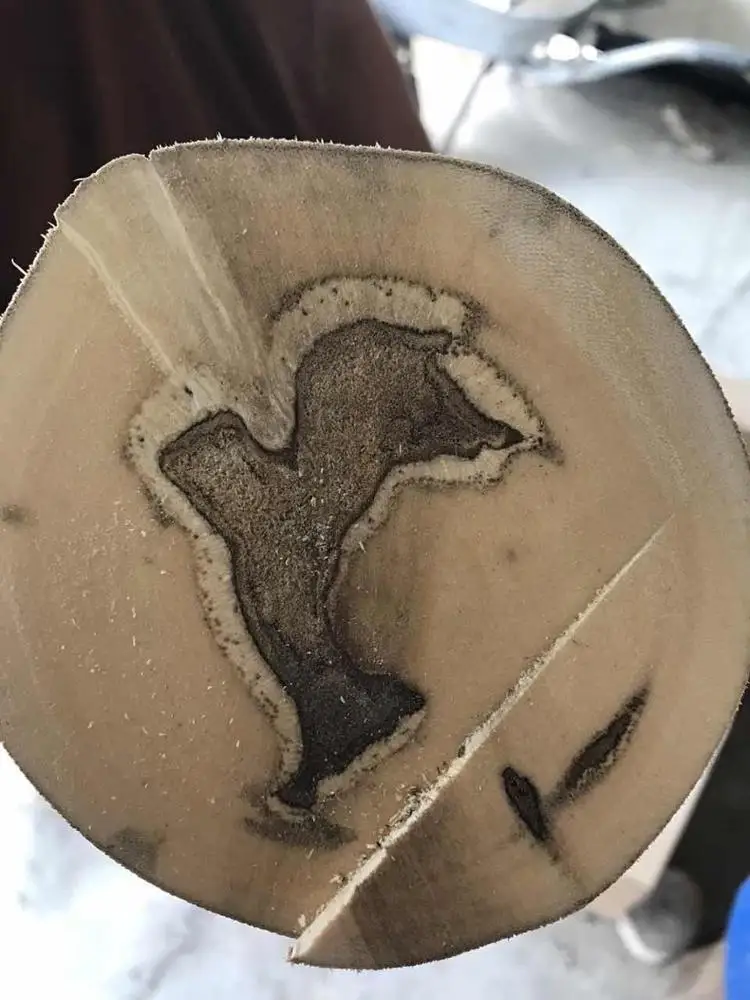 
Cultivated Malaysia Agar_wood Wood Logs with Skin Removed 