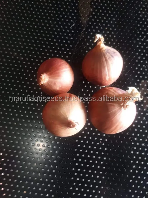 khakhi onionseeds.jpg