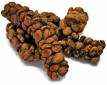 price of civet coffee raw luwak coffee kopi luwak coffee buy