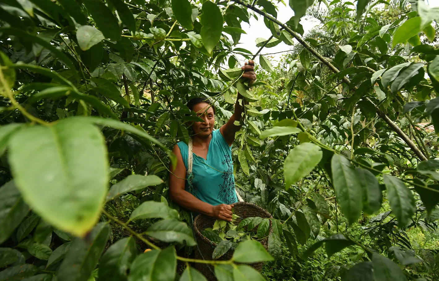グアユサ生きている植物熱帯アマゾン熱帯雨林南アメリカの薬用漢方薬インド茶エクアドル Buy Guayusa Guayusa植物 ライブ植物 Product On Alibaba Com