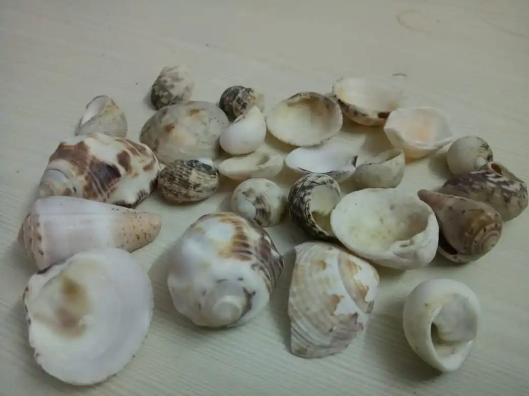 Bulk Sea Shell Supplies / Sea Shell Used Handicraft Buy Sea Shell For