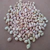 Indian Peanut Kernels 140/160