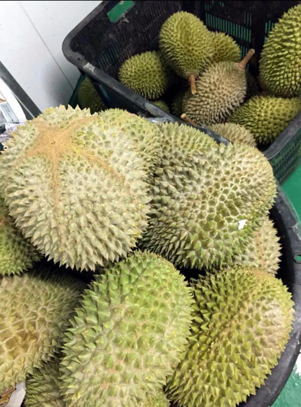 Fresh Musang King Durian - Buy Fresh Durian,Malaysia Durian,Malaysia ...