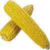 Yellow Corn /White Corn /Maize for Sale