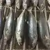 Fresh Frozen Mackerel Fish 200-300g