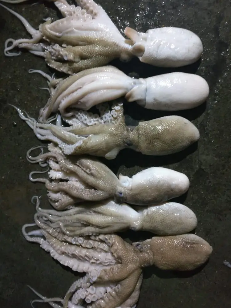 
Frozen Octopus Whole Round/Whole cleaned 