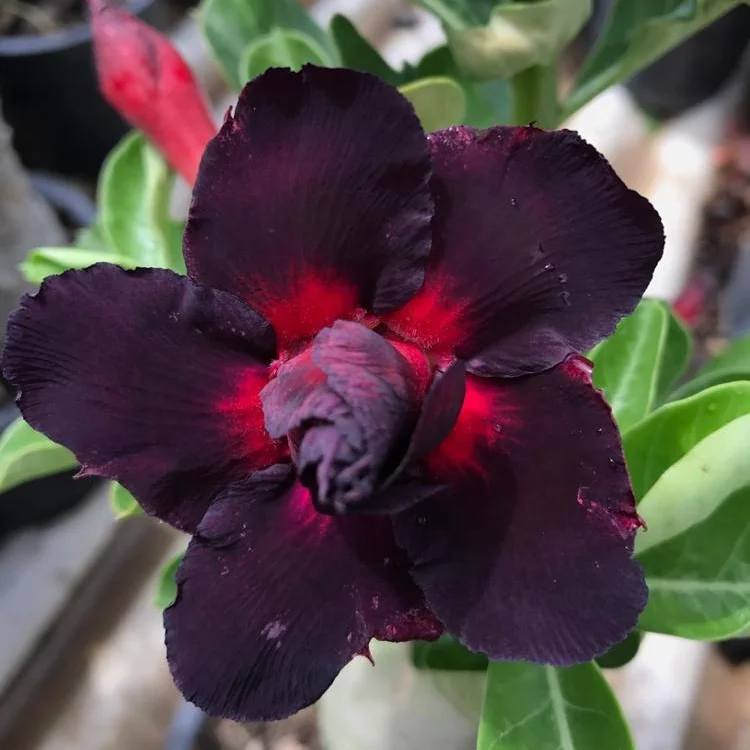 
ADenium graft plant fancy color very cheap price 