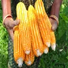 Dried Raw Maize - Organic Quality White & Yellow Corn