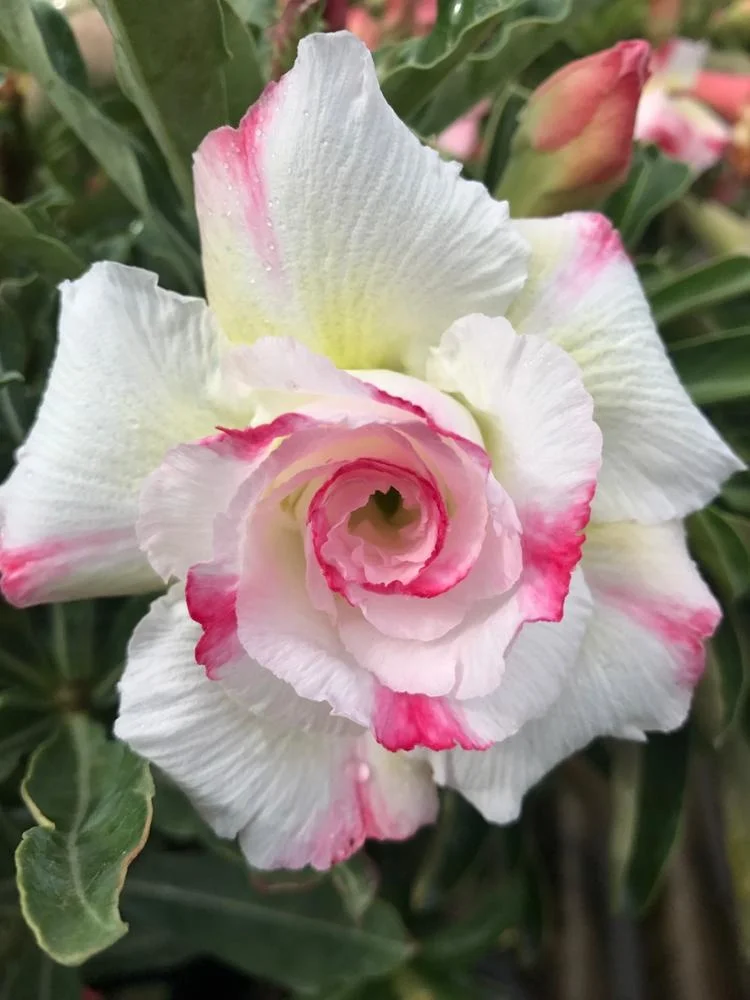 
ADenium graft plant fancy color very cheap price 