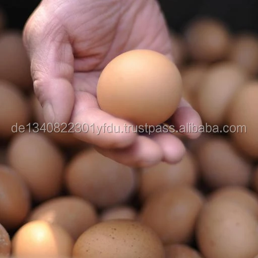 新鲜的白鸡蛋和棕色鸡蛋均可出售