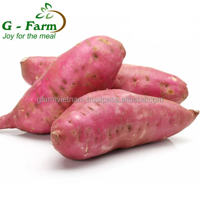 
TOP QUALITY fresh purple sweet potato or yellow sweet potato 