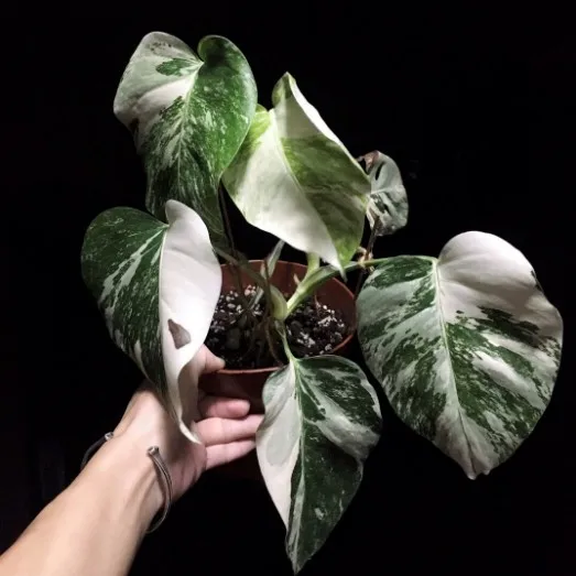 
Real plants Monstera Albo variegated of indoor bonsai 