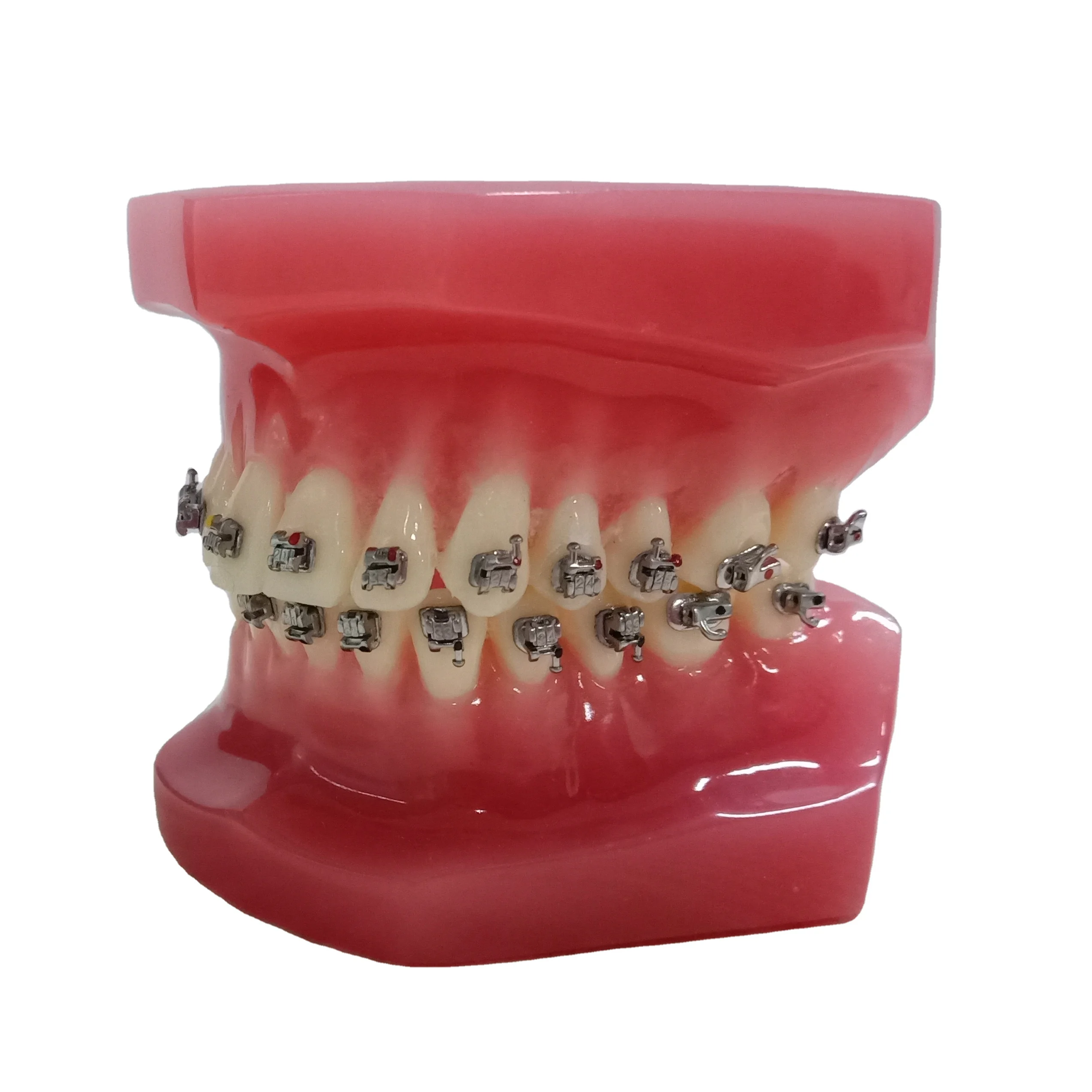 Dtc Orthodontic Dental Typodont Brackets Model Custom Made Buy Dental