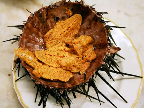 
HOT SELLING FRESH/FROZEN SEA URCHIN (UNI) COMPETITIVE PRICE 