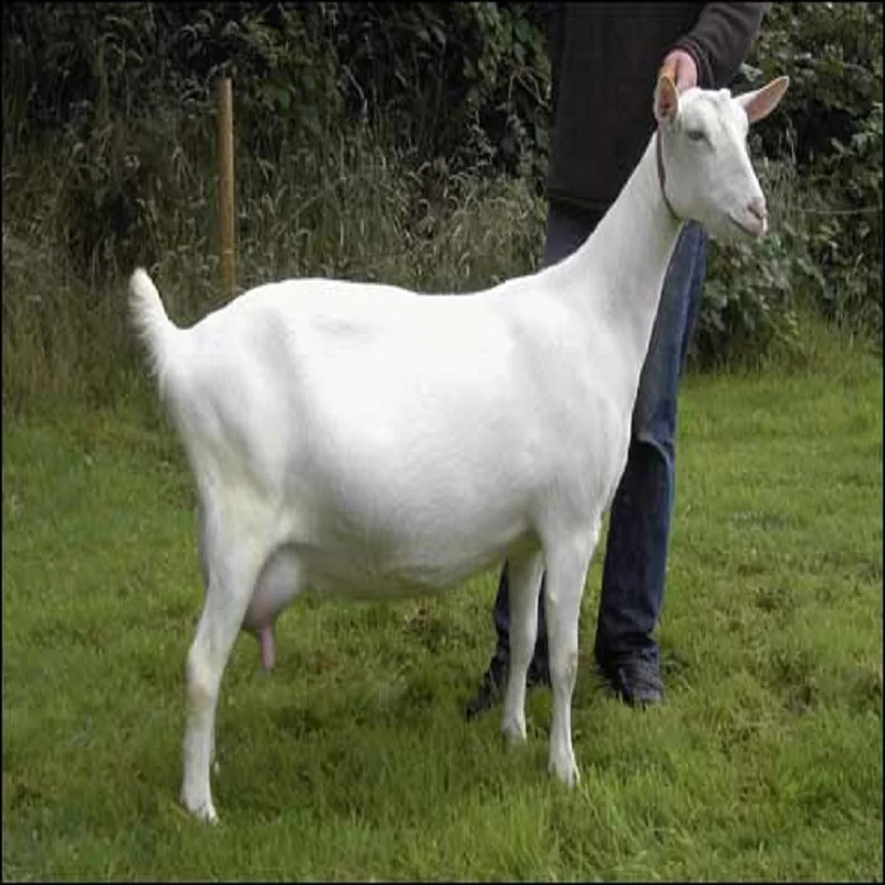 Saanen Goat 7.jpg