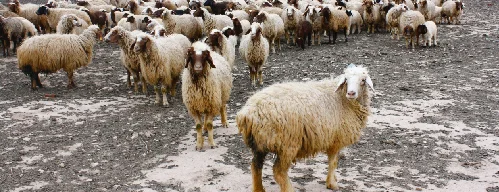 
Awassi sheep 