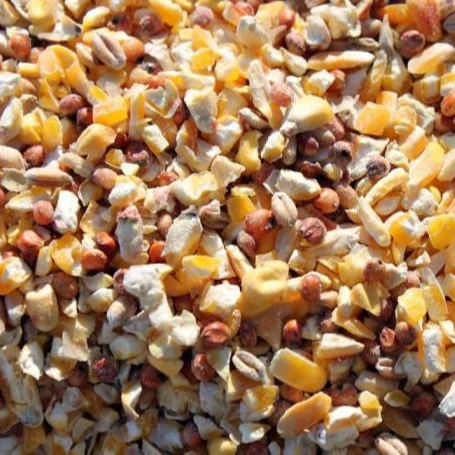 
yellow corn OF PREMIUM GRADE FOR SALE 