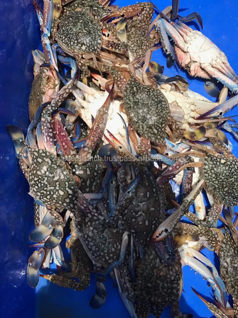 blue swimming crab 2.jpg