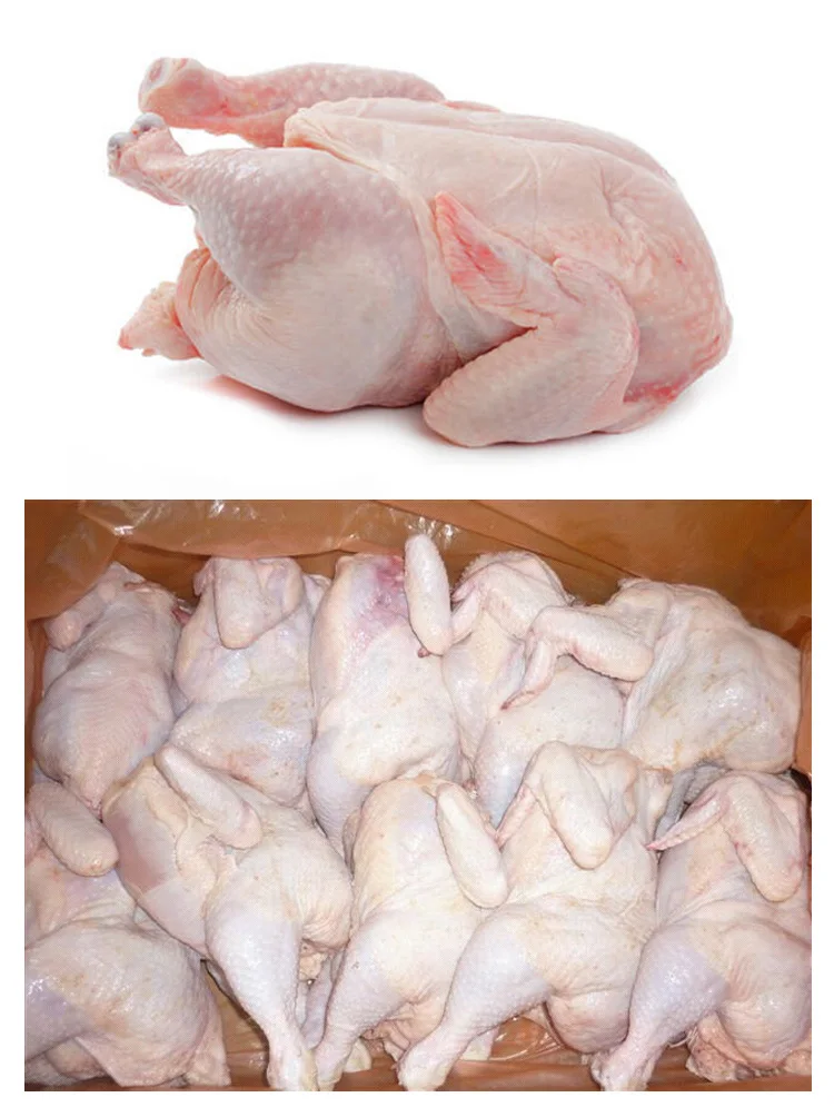 优质散装销售清真全冻鸡肉从可靠的供应商