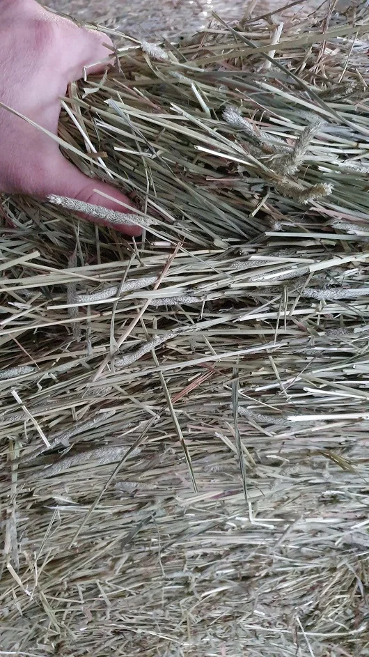 
Pure European Timothy dry hay for your horses 