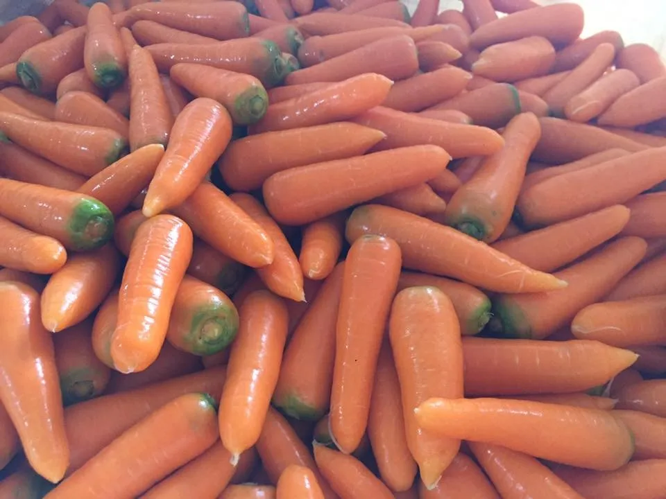 越南新鲜胡萝卜-农场价格-质量好 - buy 新鲜胡萝卜,胡萝卜,新鲜蔬菜