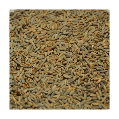 
Russian Food/Feed Rye Grain 