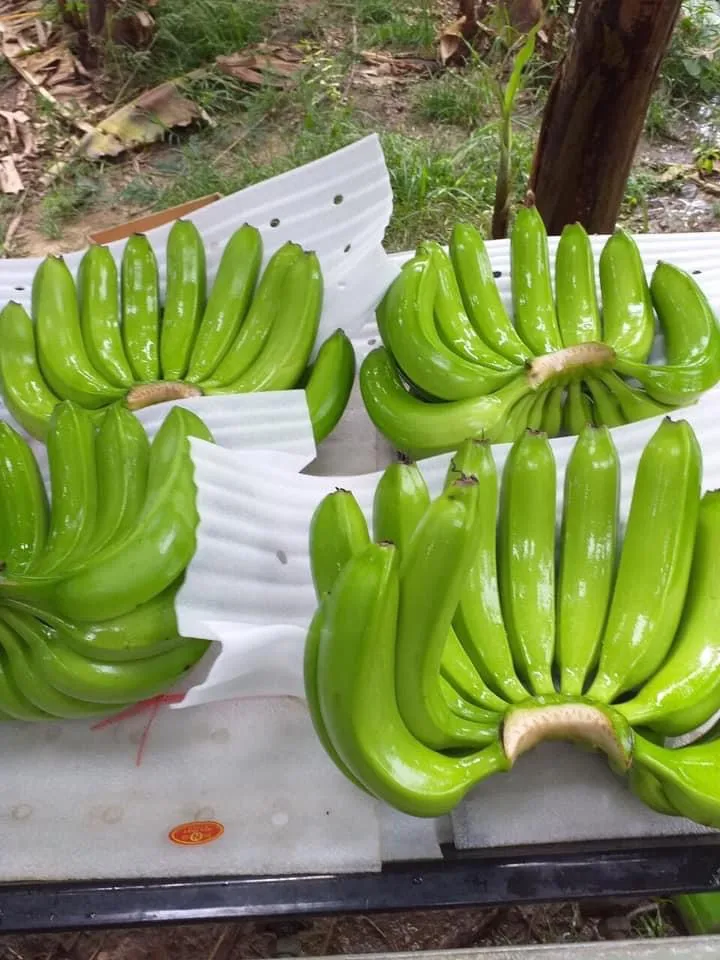 新鲜香蕉-卡文迪许香蕉越南