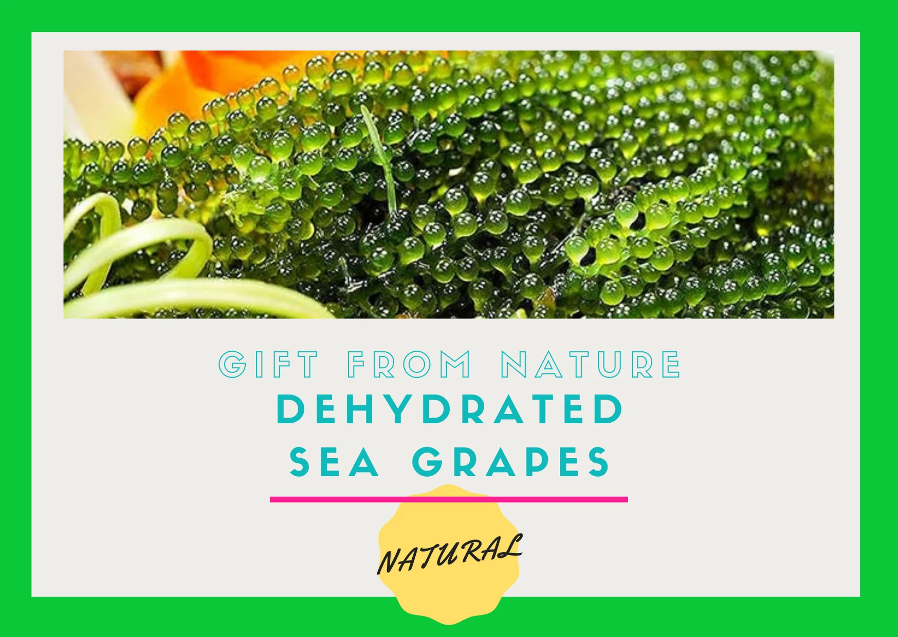 Fresh Sea Grapes High Quality Competitive Price 99 Gold Data