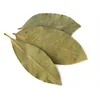 Bay Leaf - laurel leaf