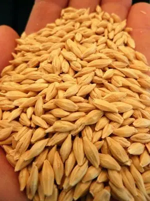 
Natural Raw Barley / Malt /Human Consumption / Animal Feed / Fodder / Indian origin 