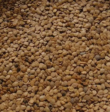 
HYBRID BADSHAH SEEDS 