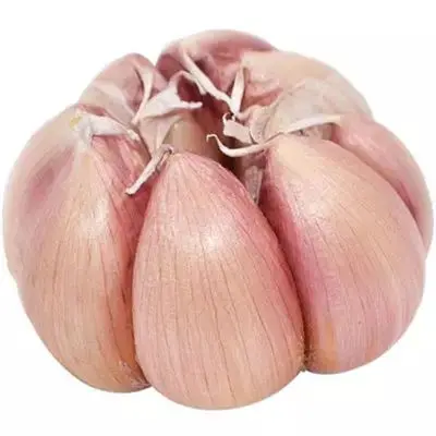 Fresh White Garlic supplier For sale